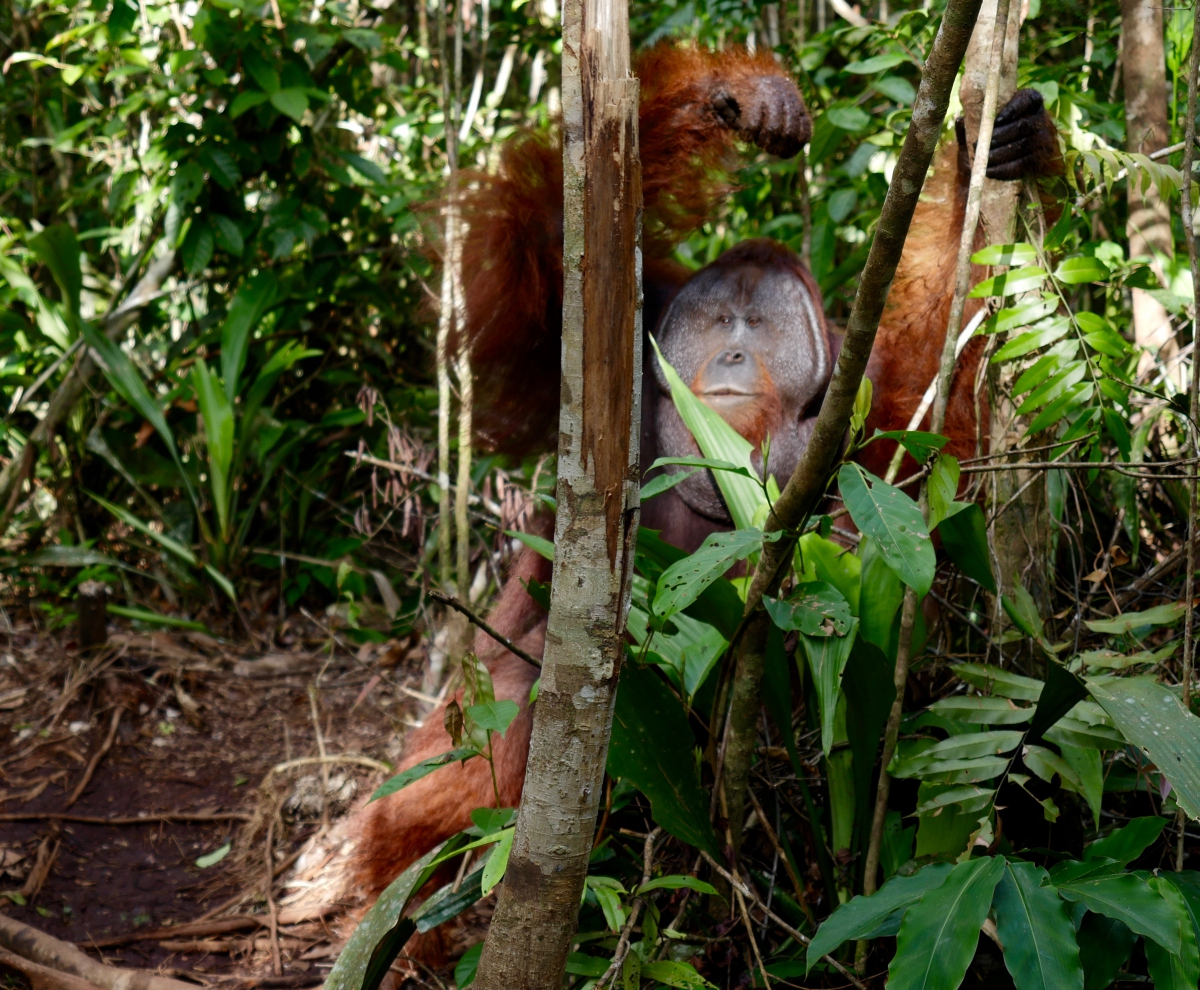 "Big Tom, " a male orangutan in Camp Leakey. (Photo: Alessandra Renzi)