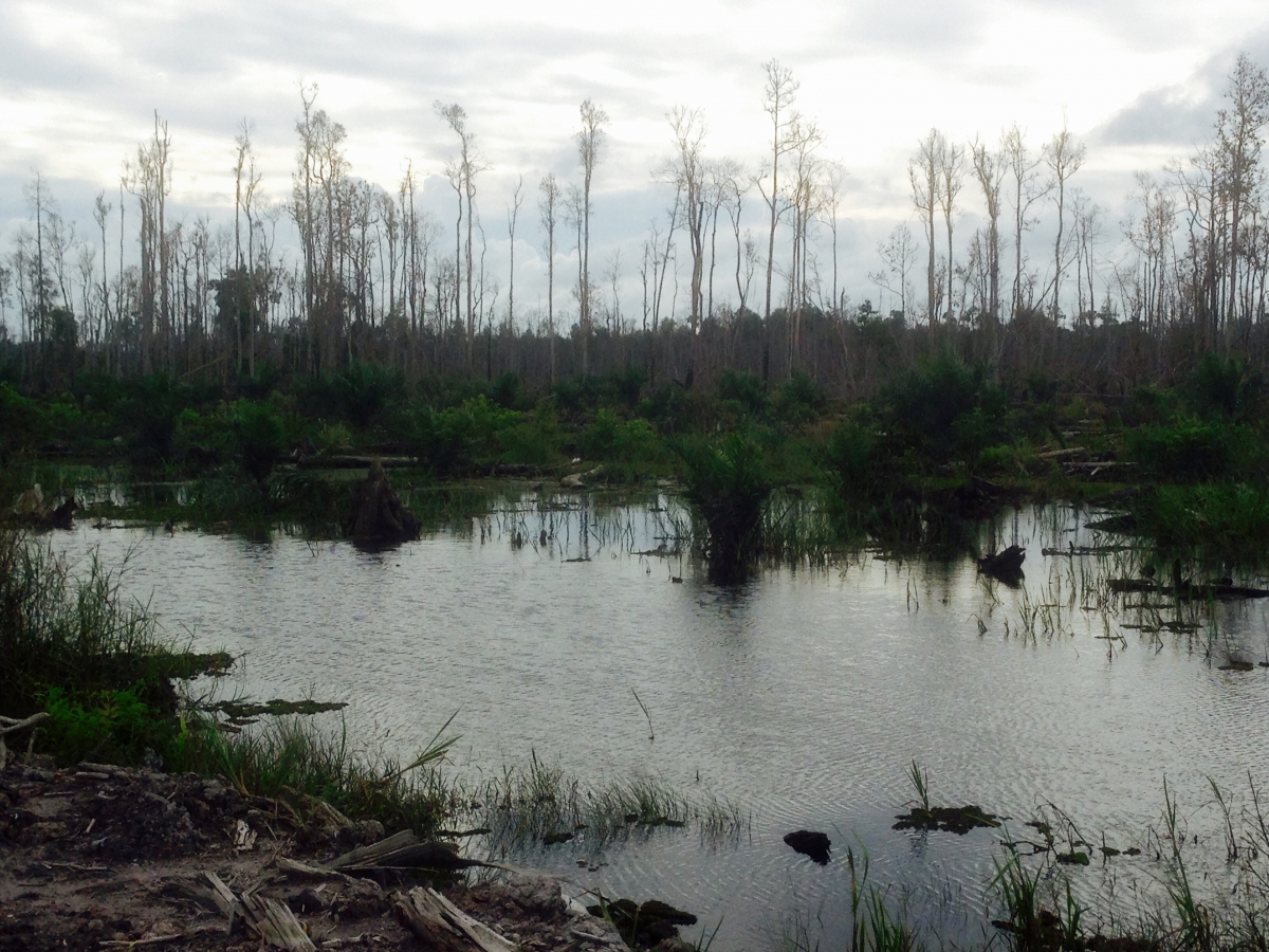 A failed oil palm plantation in South Kalimantan. (Photo: Anna-Sophie Springer)