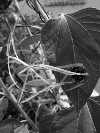 Title: Plant Intelligence Credits: Annemie Maes / OKNO  